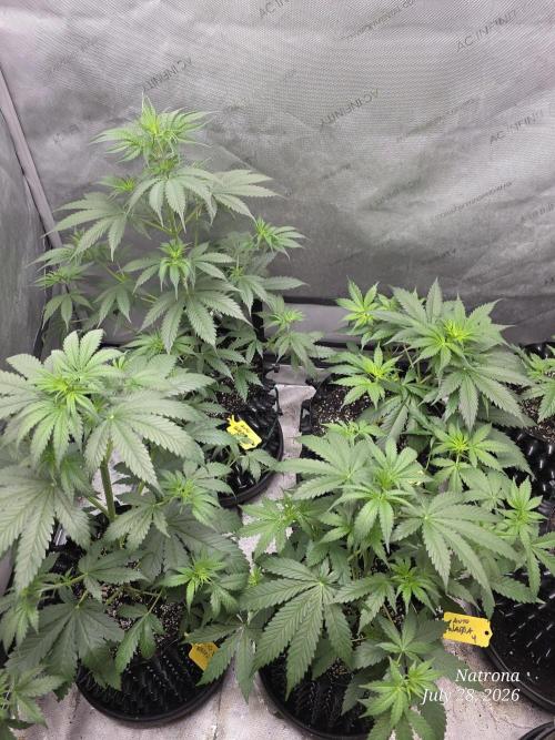 Auto Wappa. Week 4