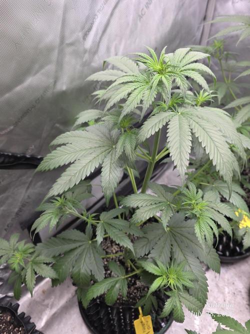Auto Wappa. Week 4