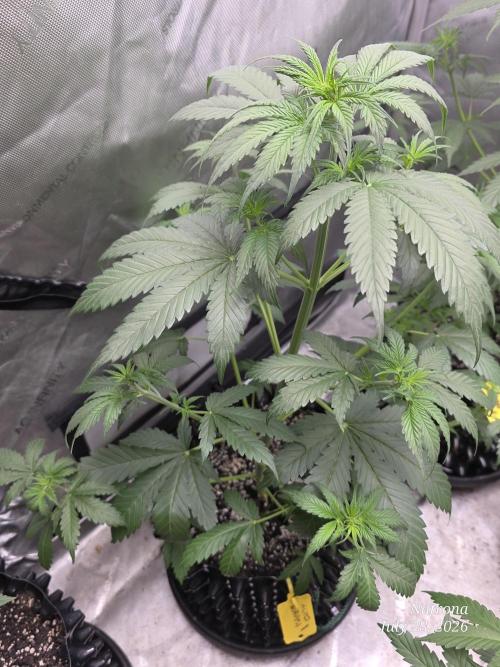 Auto Wappa. Week 4