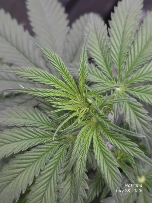 Auto Wappa. Week 4