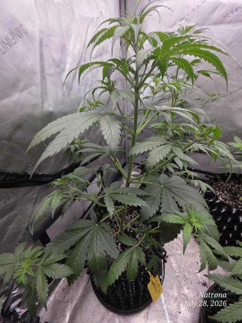 Auto Wappa. Week 4