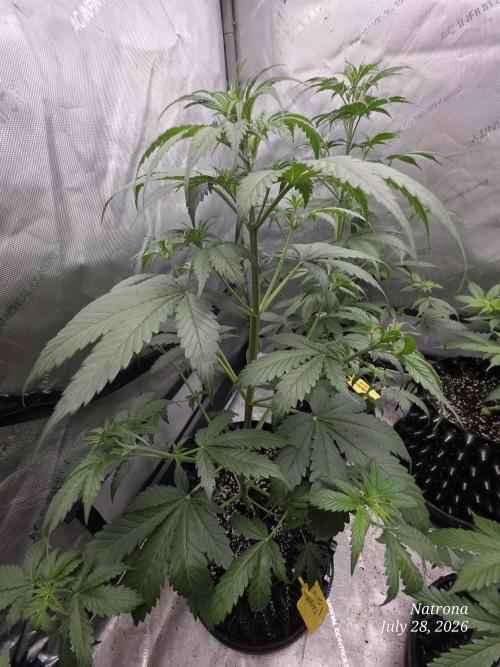 Auto Wappa. Week 4