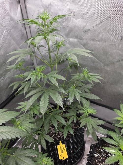 Auto Wappa. Week 4