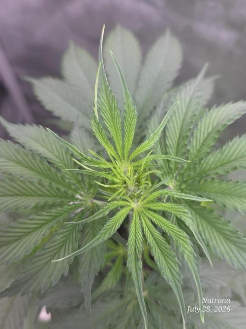 Auto Wappa. Week 4