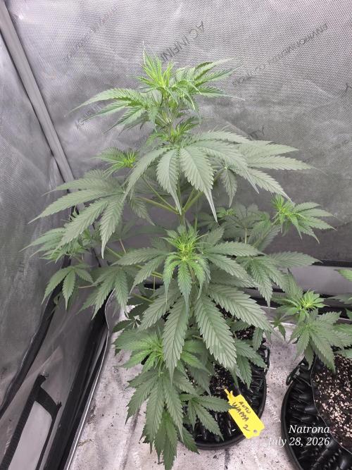 Auto Wappa. Week 4