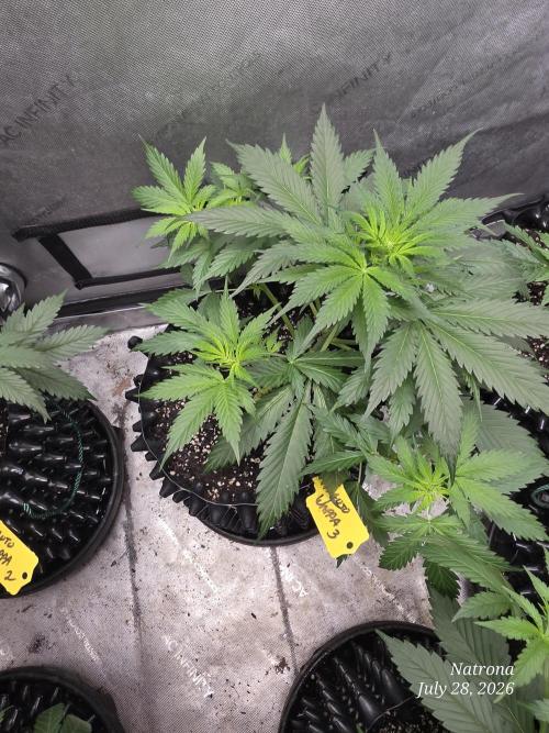 Auto Wappa. Week 4