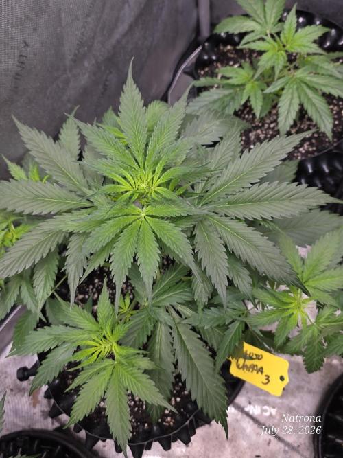 Auto Wappa. Week 4