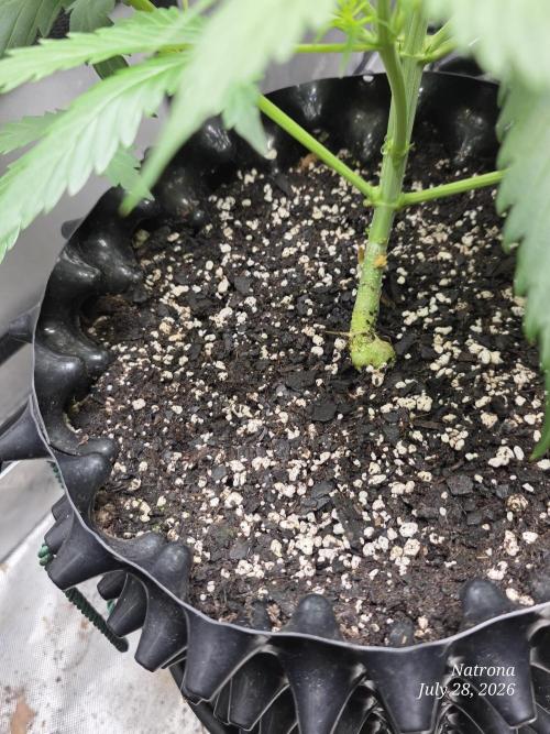 Auto Wappa. Week 4