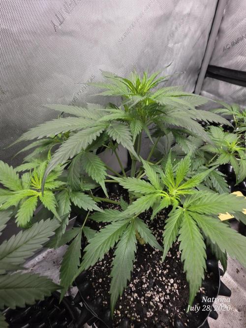 Auto Wappa. Week 4