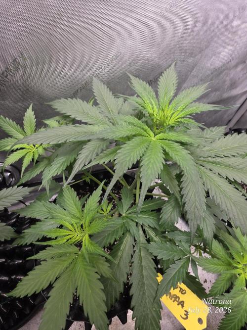 Auto Wappa. Week 4