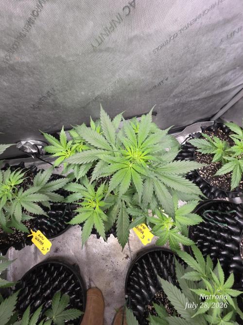 Auto Wappa. Week 4