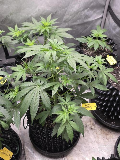 Auto Wappa. Week 4