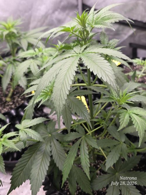 Auto Wappa. Week 4
