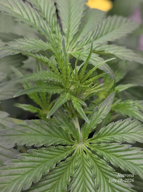 Auto Wappa. Week 4