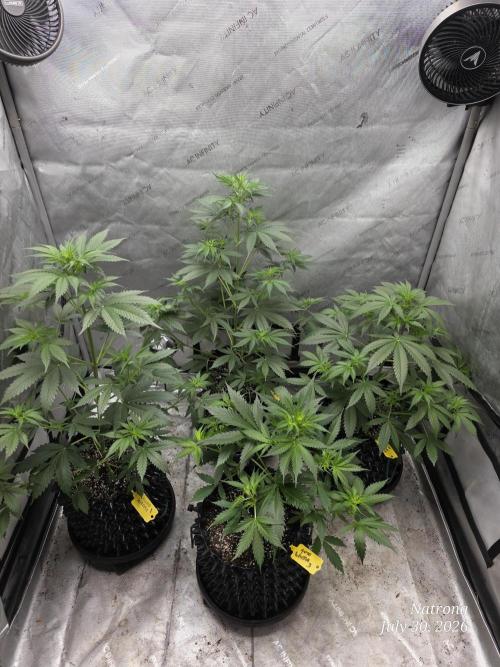 Auto Wappa. Week 4