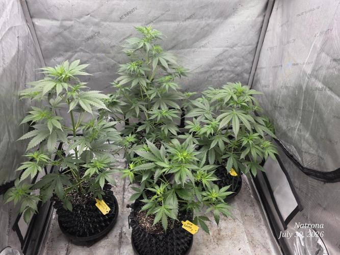 Auto Wappa. Week 4