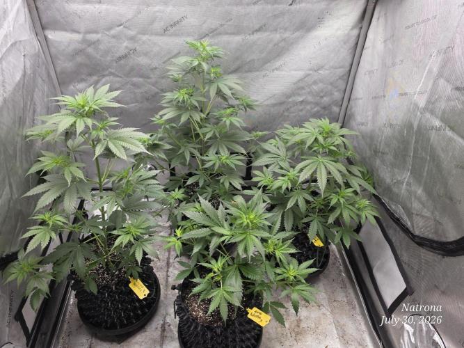 Auto Wappa. Week 4