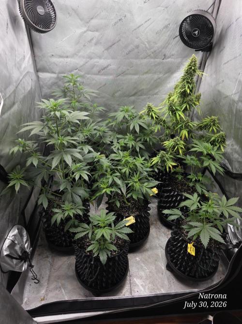 Auto Wappa. Week 4
