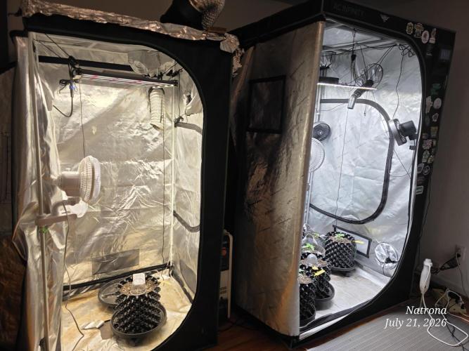 Tutankhamon Fast-Nokotech Simplex. Week 0