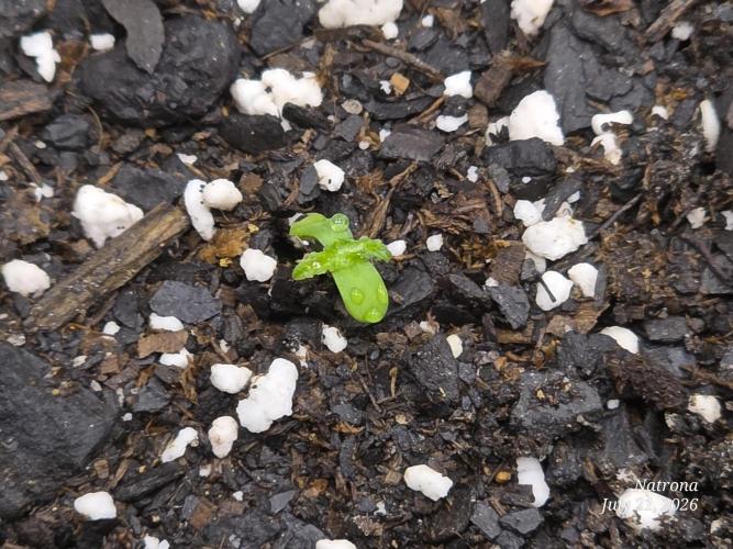 Tutankhamon Fast-Nokotech Simplex. Week 0