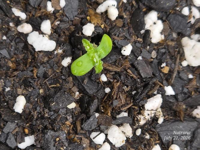 Tutankhamon Fast-Nokotech Simplex. Week 0