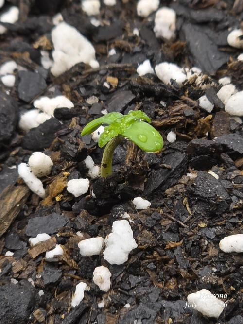 Tutankhamon Fast-Nokotech Simplex. Week 0