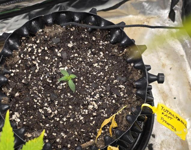 Tutankhamon Fast-Nokotech Simplex. Week 0