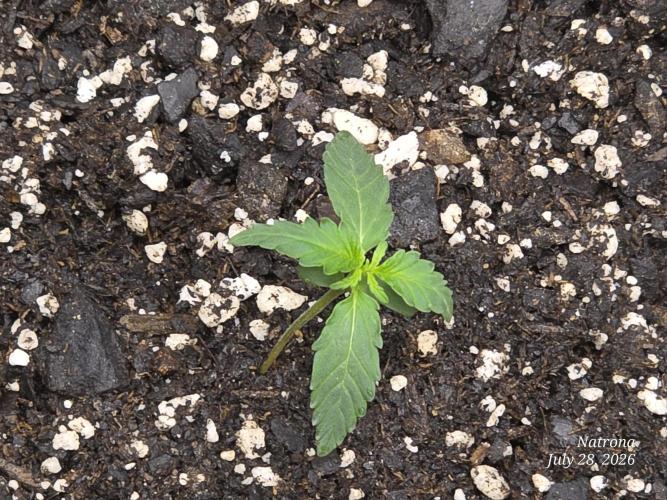 Tutankhamon Fast-Nokotech Simplex. Week 0