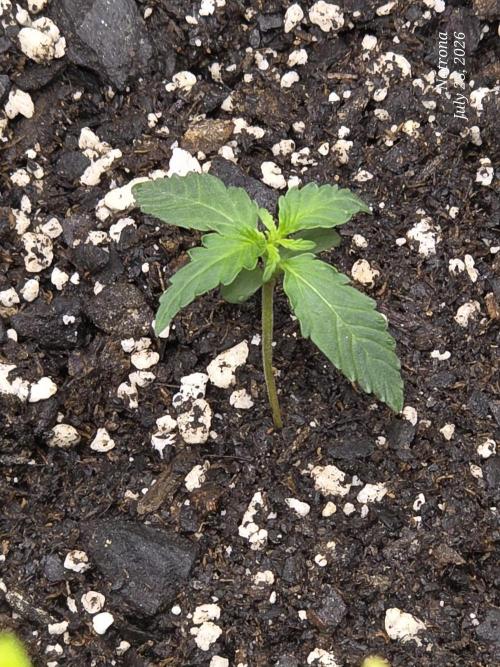 Tutankhamon Fast. Week 0