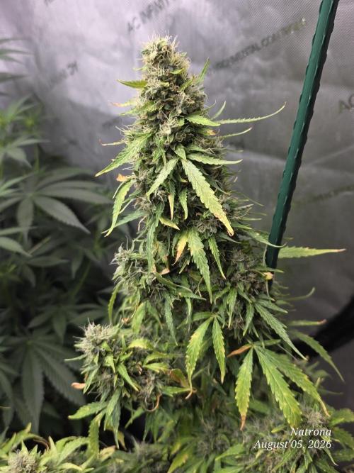 White Widow X Crystal Meth Outside 2026. Week 14