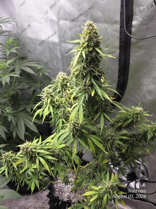 White Widow X Crystal Meth Outside 2026. Week 14