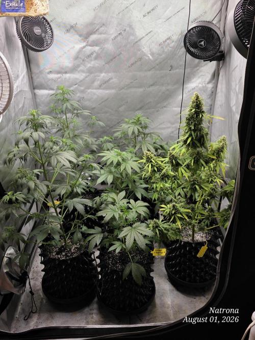 White Widow X Crystal Meth Outside 2026. Week 14