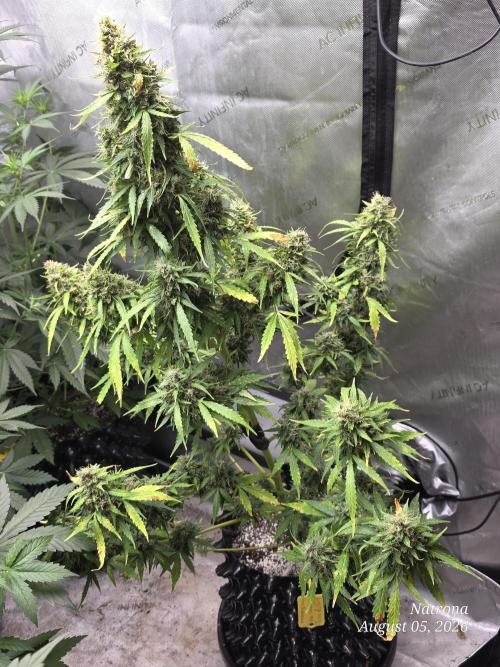 White Widow X Crystal Meth Outside 2026. Week 14