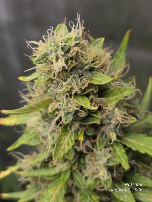 White Widow X Crystal Meth Outside 2026. Week 14