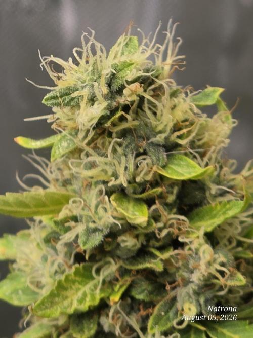 White Widow X Crystal Meth Outside 2026. Week 14