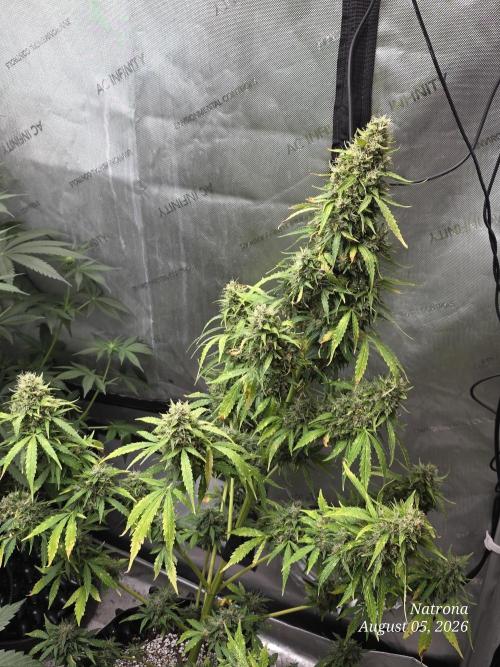 White Widow X Crystal Meth Outside 2026. Week 14