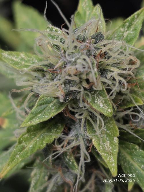 White Widow X Crystal Meth Outside 2026. Week 14