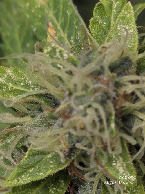 White Widow X Crystal Meth Outside 2026. Week 14