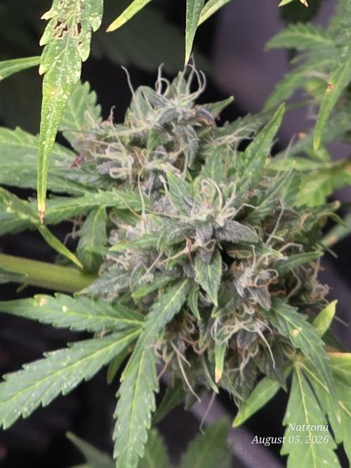White Widow X Crystal Meth Outside 2026. Week 14