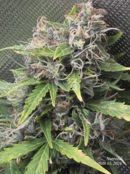 White Widow X Crystal Meth Outside 2026. Week 14