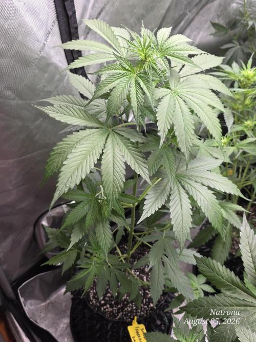 Sunset Sherbet auto. Week 4