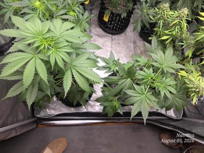 Sunset Sherbet auto. Week 4