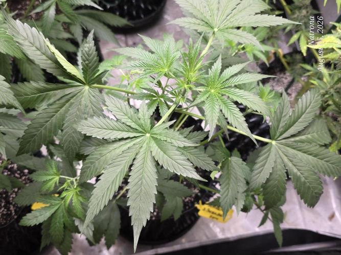Sunset Sherbet auto. Week 4