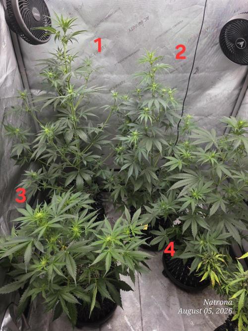 Auto Wappa. Week 5