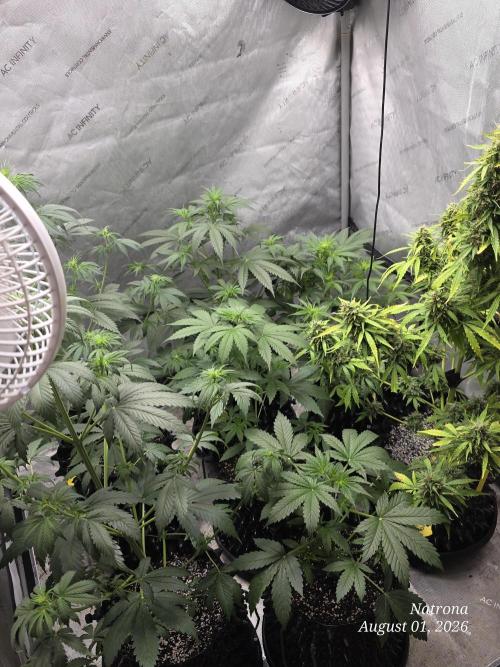 Auto Wappa. Week 5