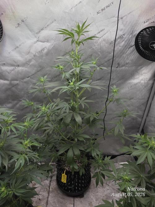 Auto Wappa. Week 5