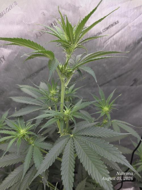 Auto Wappa. Week 5