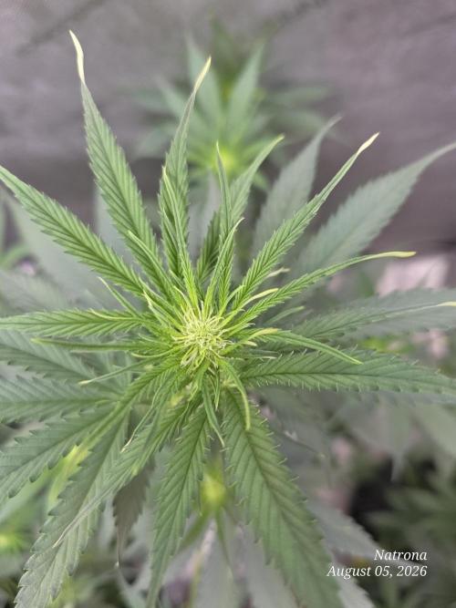 Auto Wappa. Week 5