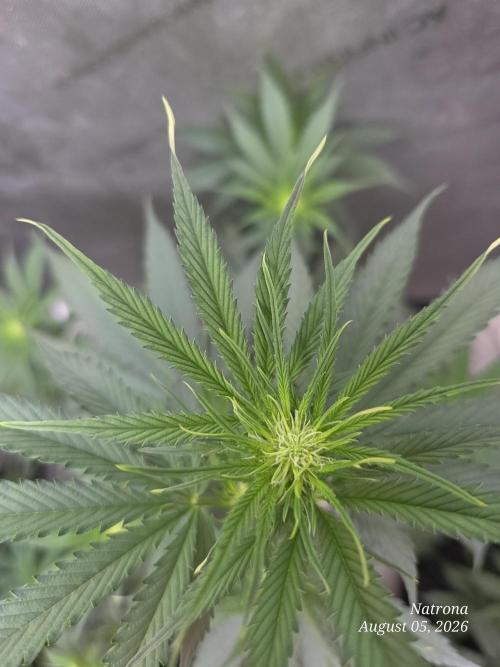 Auto Wappa. Week 5