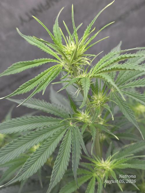 Auto Wappa. Week 5